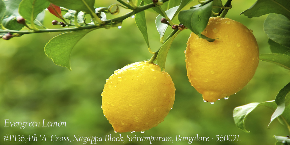 Lemon bangalore